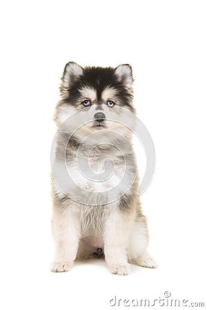 Cute pomsky puppy sitting and looking at the camera Stock Photo