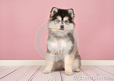 Cute pomsky puppy sitting in a pink living room Stock Photo