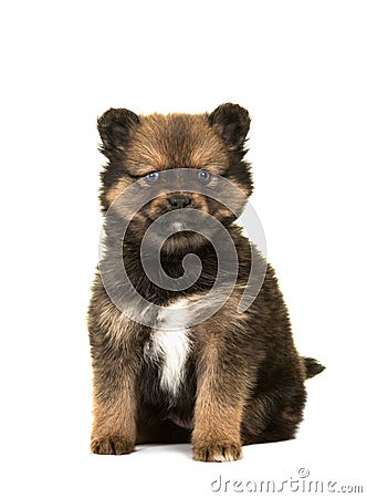 Cute pomsky puppy Stock Photo