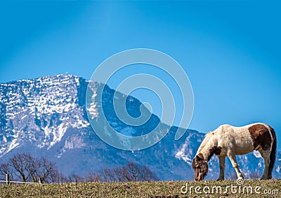 So cute Poney in countryside with mountains Stock Photo