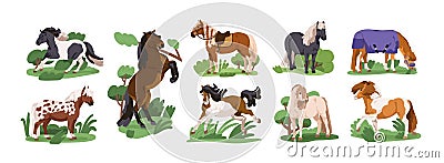 Cute ponies set. Foals, small miniature horses breeds. Mini equine baby animals running, walking, grazing, standing Vector Illustration