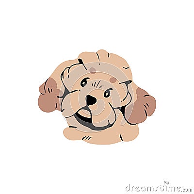 Cute Poodle avatar. Fluffy puppy of toy breed doggy. Funny pup of maltese lap dog. Happy maltipoo face portrait. Amusing Vector Illustration