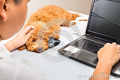 Cute poodle puppy accompany person working with laptop computer on office desk Stock Photo