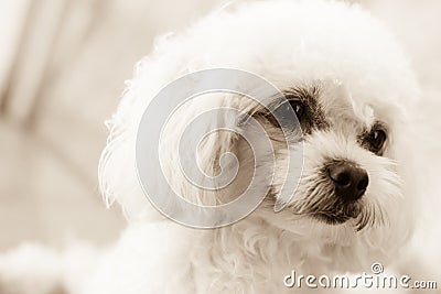 Cute poodle puppy feeling of the eyes in sepia tone Stock Photo