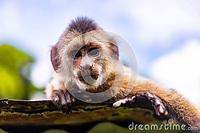 Cute portrait of curious capuchin wild monkey looking at the camera Stock Photo