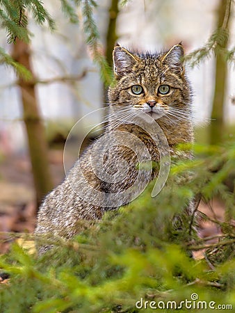 Cute portrait of European wild cat Stock Photo