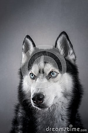 Beautiful portrait husky. Studio portrait siberian husky dog on grey background in studio. Stock Photo
