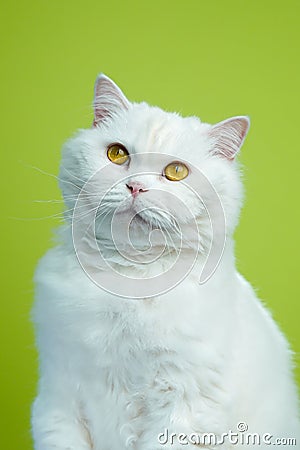 Cute portrait of white furry cat on green chromakey background. Studio photo. Luxurious isolated domestic kitty. Stock Photo