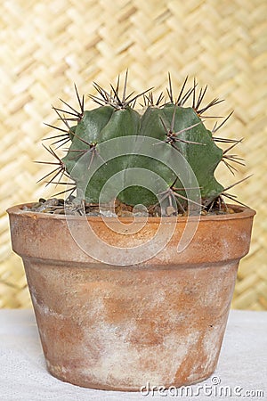 Cute potted cactus on wooden table Stock Photo