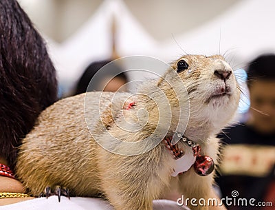 Cute prairie dog on person Stock Photo