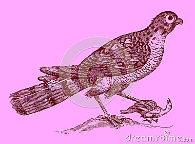 Cute predator: eurasian sparrowhawk holding a captured bird in the claw Vector Illustration