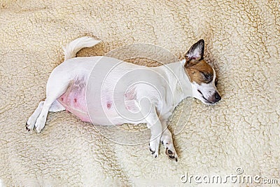 cute pregnant Jack Russell terrier dog lies on a woolen rug Stock Photo