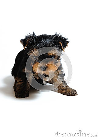 Cute pretty Yorkshire terrier puppy dog sitting Stock Photo