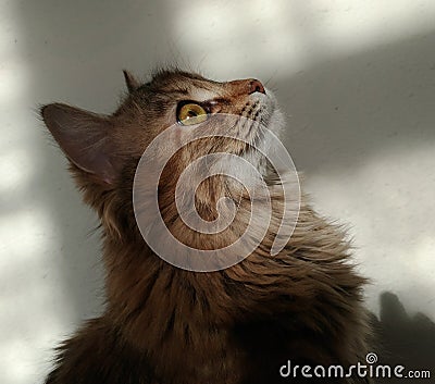 Cute profile of fluffy cat close-up. Stock Photo