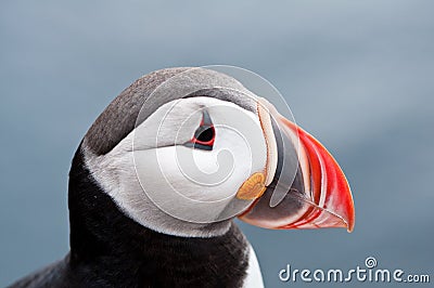 Cute puffin bird close up portrait Stock Photo