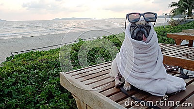 Cute Pug Dog Dries on a Beach After Swimming Wrap with a Towel Stock Photo