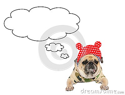 Cute Pug Dog with empty cloud bubble above her head, isolated on white with costume With Clipping path on Dog Stock Photo