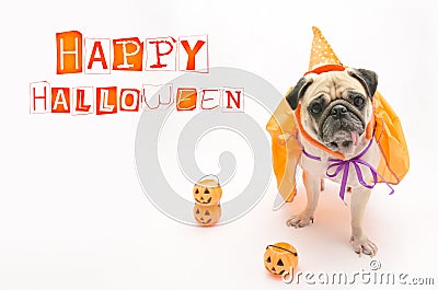 Cute Pug Dog with Halloween pumpkin looks surprised and tongue sticking out Stock Photo