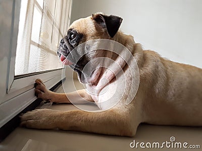 Cute pug dog puppy is sit and waiting owner bring to play outside at the door Stock Photo