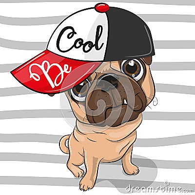 Cute Pug Dog with a red cap Vector Illustration