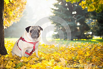 A cute pug dog sits in yellow foliage against the backdrop of an autumn city park Stock Photo