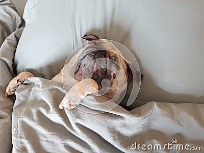 Cute pug dog sleep on pillow in the bed and wrap with blanket feel happy time Stock Photo