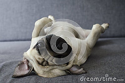 Cute pug laying on back Stock Photo