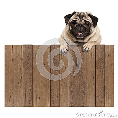 Cute pug puppy dog hanging with paws on blank wooden fence promotional sign Stock Photo