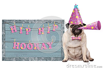 Cute pug puppy dog with pink party hat and horn and old blue wooden sign with festive hip hip hooray banner Stock Photo