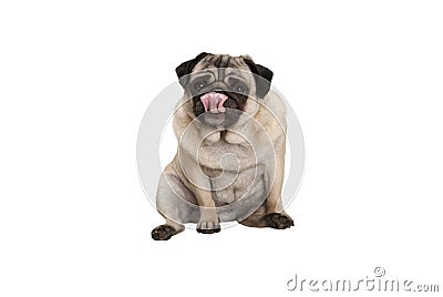 Cute pug puppy dog sitting down licking nose Stock Photo