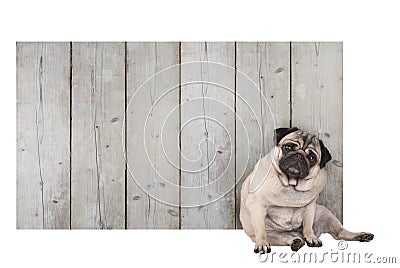 Cute pug puppy dog sitting in front of blank wooden fence promotional sign of scaffolding wood Stock Photo