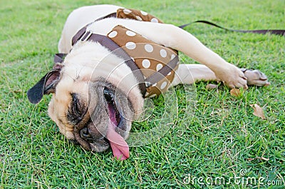 Cute pug puppy dog tired sleeping rest by face and tongue lay down on field Stock Photo
