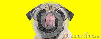 Cute pug puppy looking up and licking nose Stock Photo