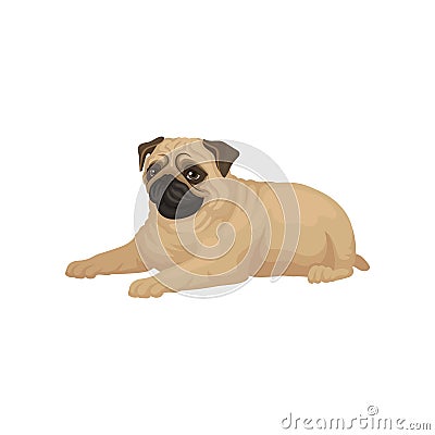 Cute pug puppy lying isolated on white background. Small dog with short muzzle, beige coat and shiny eyes. Flat vector Vector Illustration