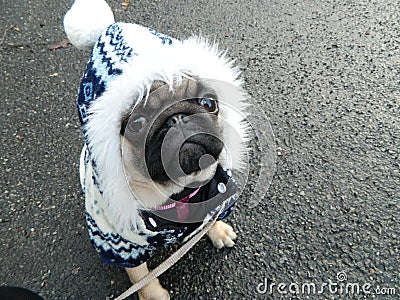 Cute pug puppy in winter outfit Stock Photo