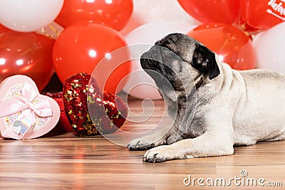 A cute pug sits among balls and hearts on Valentine's Day. Pets, dogs and their holidays Stock Photo