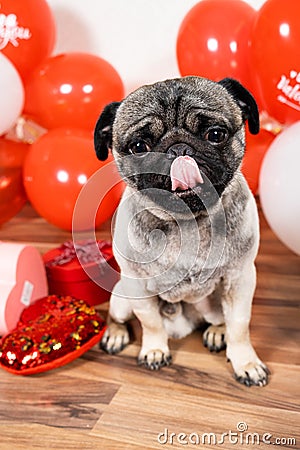 A cute pug sits among balls and hearts on Valentine's Day. Pets, dogs and their holidays Stock Photo