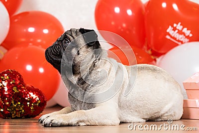 A cute pug sits among balls and hearts on Valentine's Day. Pets, dogs and their holidays Stock Photo