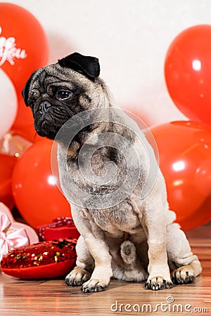 A cute pug sits among balls on Valentine's Day. Pets, dogs and their holidays Stock Photo