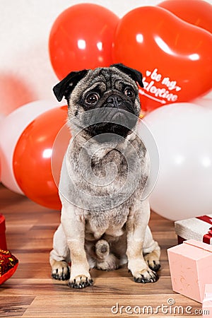 A cute pug sits among balls on Valentine's Day. Pets, dogs and their holidays Stock Photo