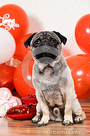 A cute pug sits among balls on Valentine's Day. Pets, dogs and their holidays Stock Photo