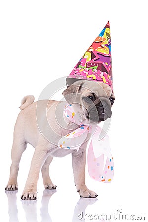 Cute pug wearing polka dots scarf and birthday hat Stock Photo