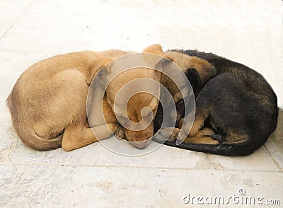 Cute puppies caught in adorable sleeping position Stock Photo