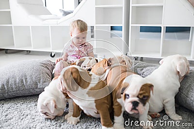 Cute puppies of English bulldog sitting on the carpet with the little girl Stock Photo