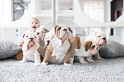 Cute puppies of English bulldog sitting on the carpet with the little girl Stock Photo