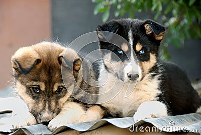 Cute puppies gazing Stock Photo