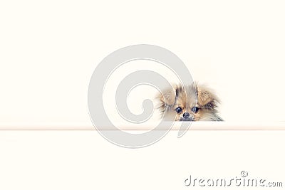 Cute puppies Pomeranian Mixed breed Pekingese of dog Stock Photo