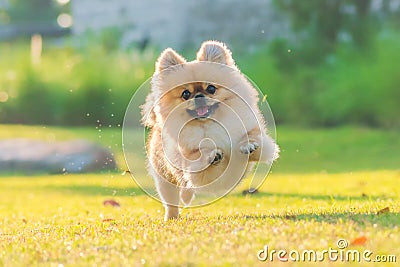 Cute puppies Pomeranian Mixed breed Pekingese dog run on the grass with happiness Stock Photo