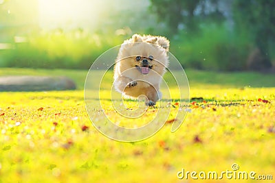 Cute puppies Pomeranian Mixed breed Pekingese dog run on the grass with happiness Stock Photo