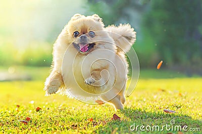 Cute puppies Pomeranian Mixed breed Pekingese dog run on the grass with happiness Stock Photo
